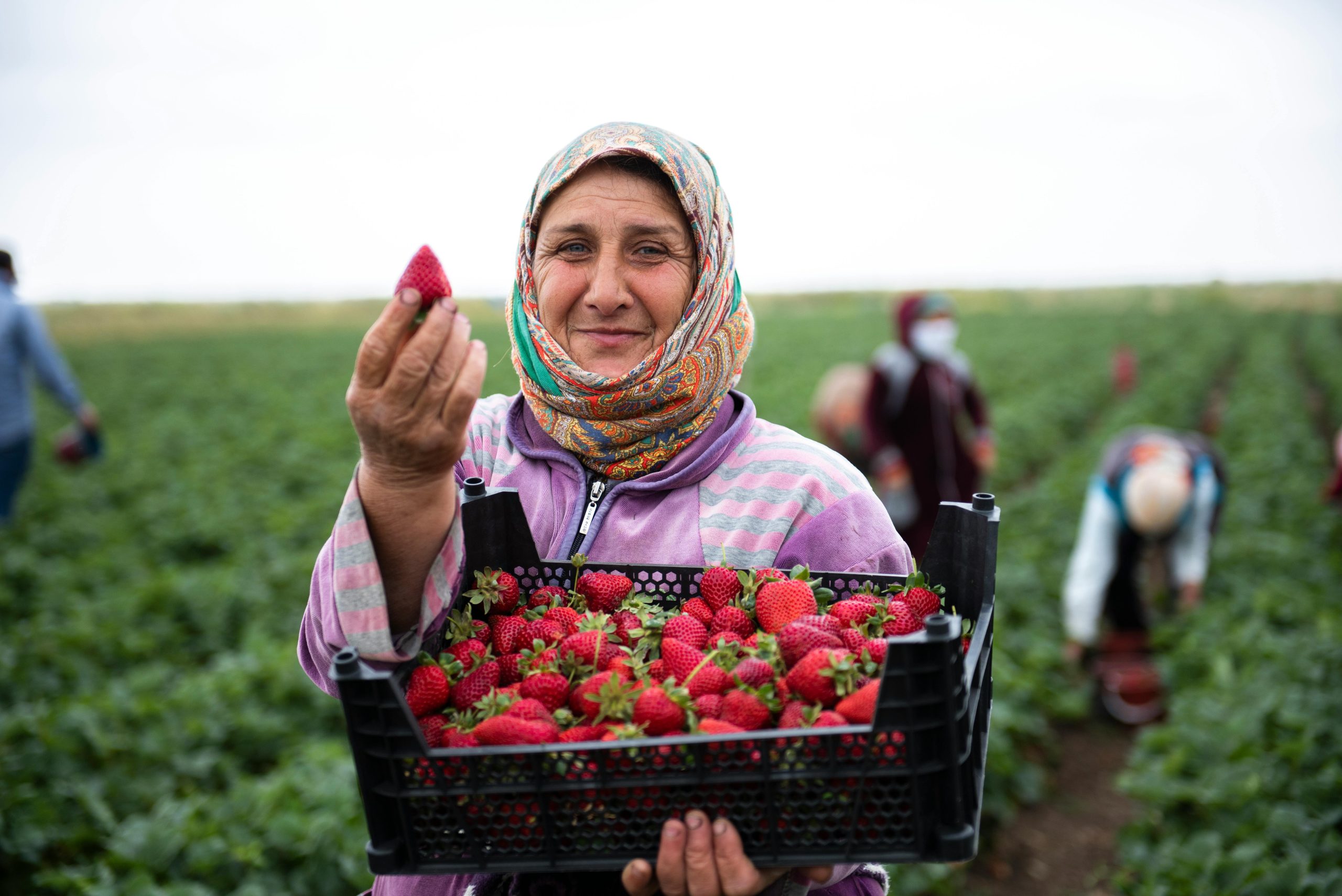 Seasonal worker picking fruits in a UK orchard, showcasing vibrant agricultural fields.
