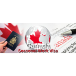 Seasonal workers picking fruits in Canada farm