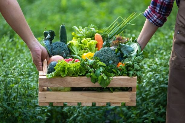 Farm worker harvesting crops in Canada agriculture field